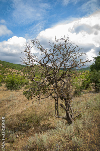 Dried up lonely tree in the wild