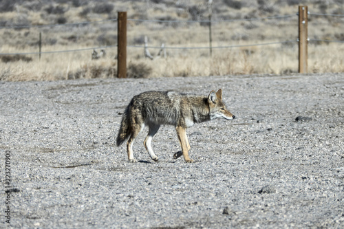 Photography Prowling Coyote crossing gravel parking lot at Red Rock Canyon National Conservation Area near Las Vegas, Nevada