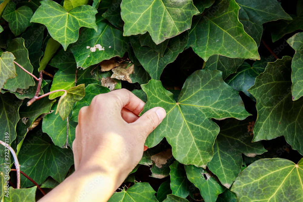hand holding green leaf hand holding green leaf
