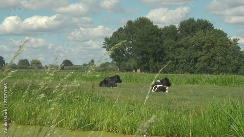 Two typical Dutch cows in the countryside. Shot near Stolwijk and Gouda, north of Rotterdam and south of Amsterdam photo