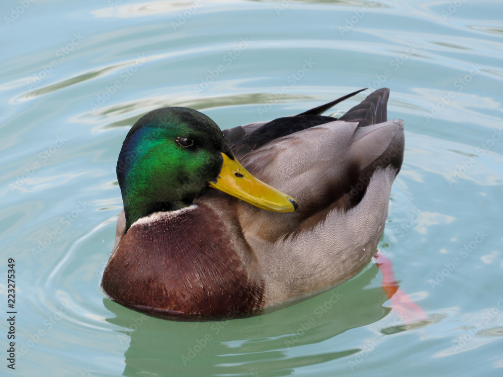 Fototapeta premium mallard duck