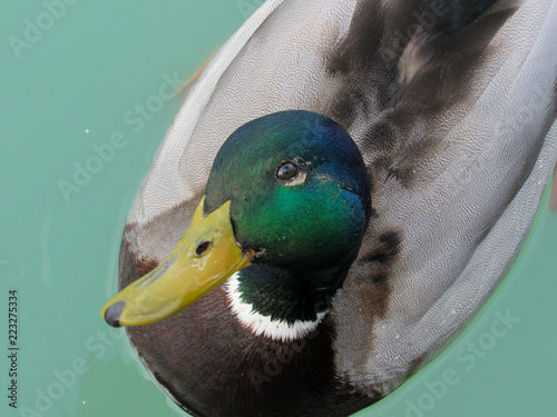 mallard duck photo