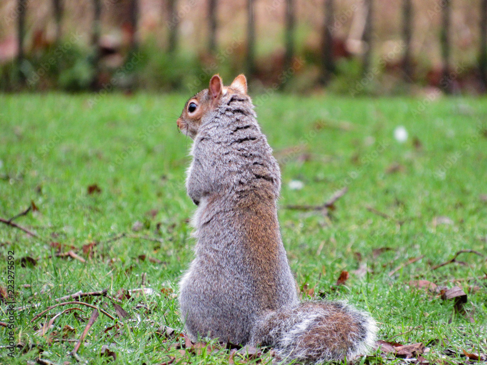 Obraz premium squirrel