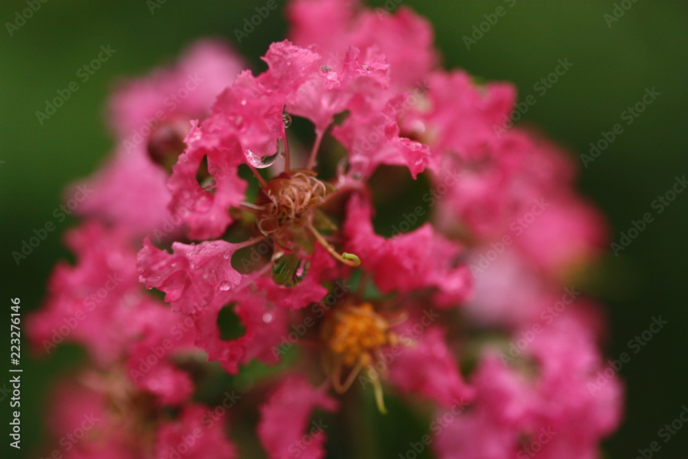 Fototapeta premium red flower blur background
