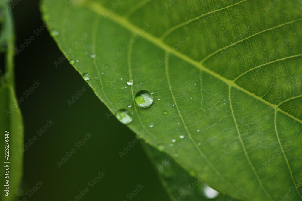 rain on leaf of green plant macro rain on leaf of green plant macro
