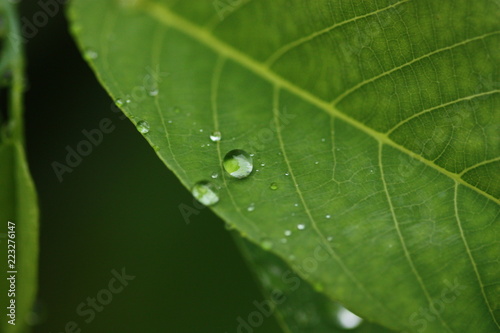 rain on leaf of green plant macro