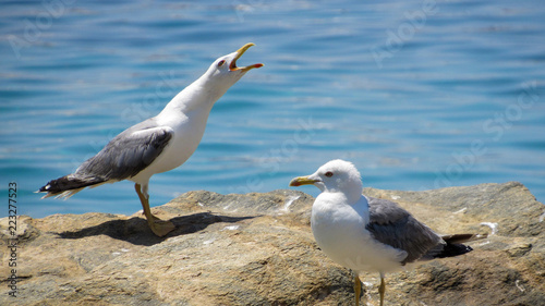 seagull on beach