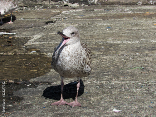 seagull on the beach