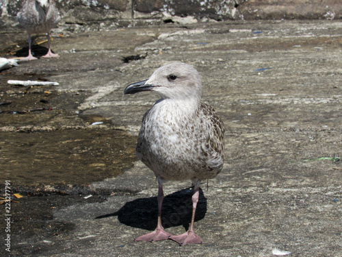seagull on beach