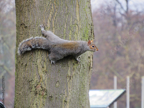 squirrel on tree