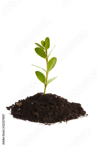 Seedling growing out of soil