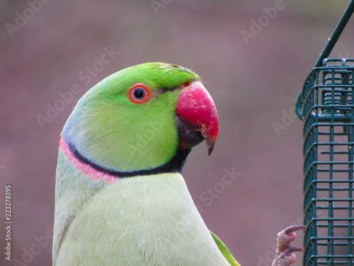 colorful parrot