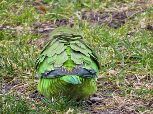 bird