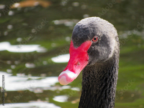 portrait of a black swan