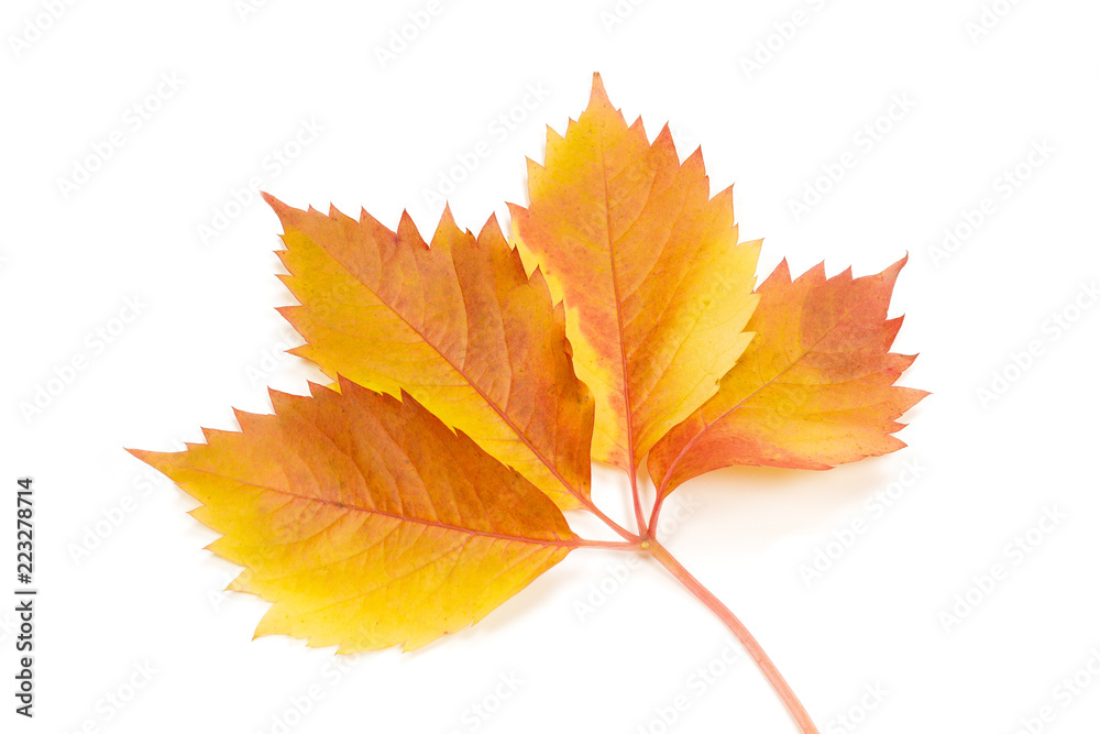 Autumn leaves on white background