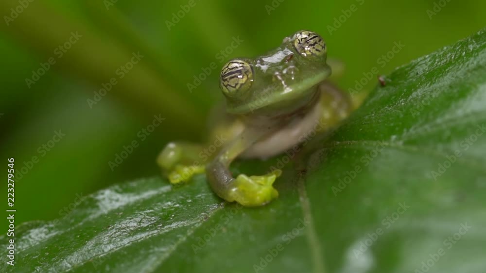 Glass Frog Sachatamia ilex with pulsating eye display Probably to startle predators. In humid tropical rainforest on the western Andean slopes of Ecuador Glass Frog Sachatamia ilex with pulsating eye display Probably to startle predators. In humid tropical rainforest on the western Andean slopes of Ecuador