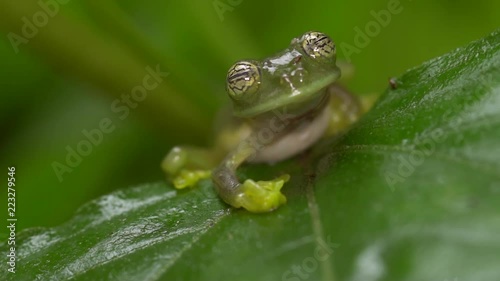 Glass Frog Sachatamia ilex with pulsating eye display Probably to startle predators. In humid tropical rainforest on the western Andean slopes of Ecuador photo