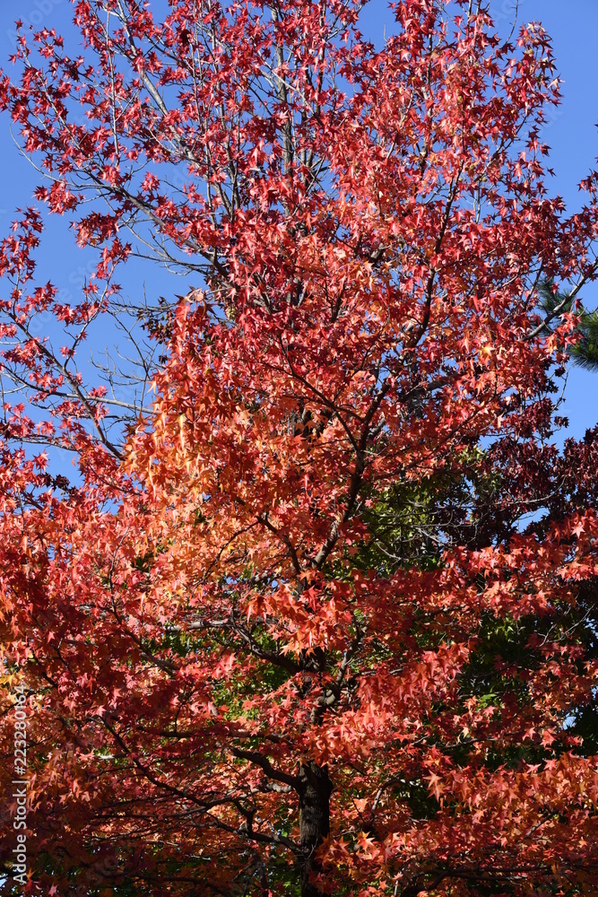 紅葉 紅葉