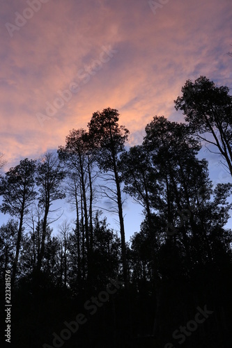 Sunset Sky over Aspen Trees