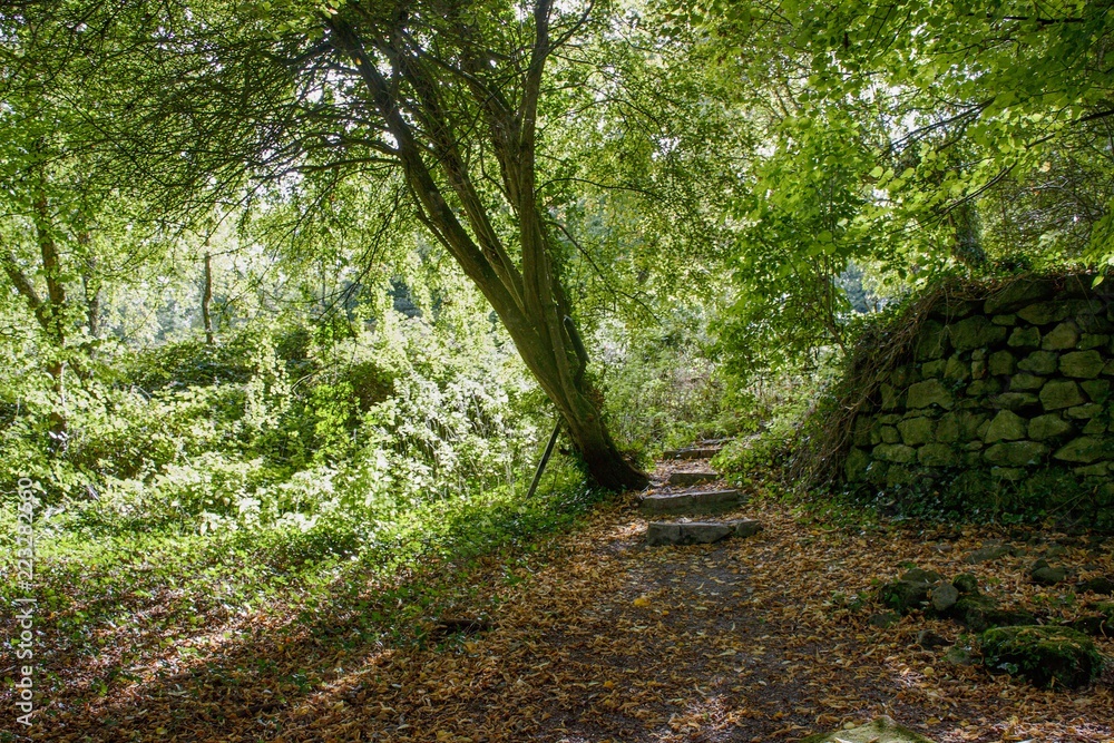 Obraz premium In the Trees 