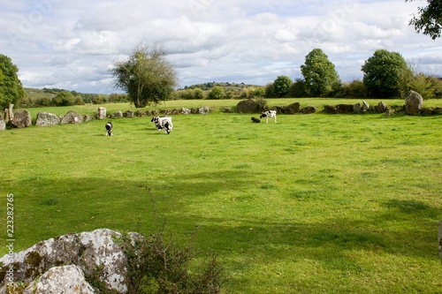 Cows in an ancient rock ring 