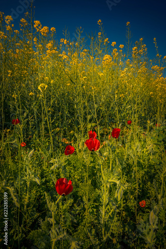 Fototapeta Naklejka Na Ścianę i Meble -  Beautiful wild red poppies in a canola field against a clear blue sky