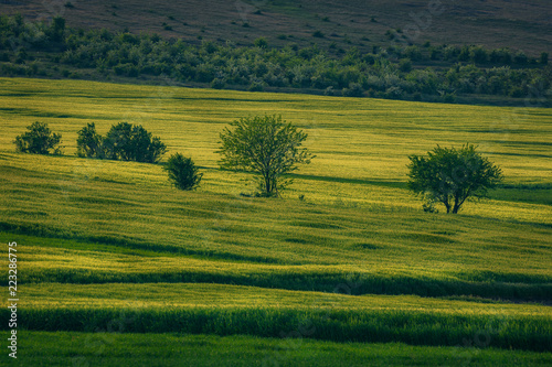 Young green wheat field in the spring shot near a village with some trees © ionutpetrea