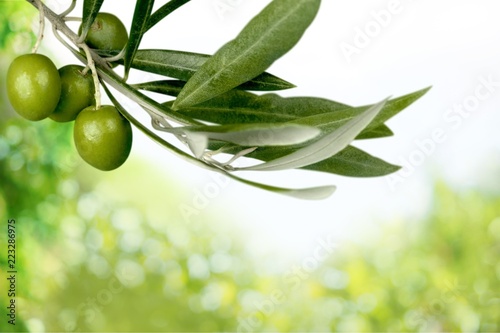 Olives on olive tree branch on background