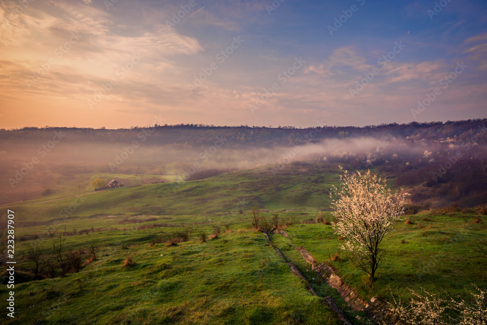 Beautiful morning landscape scene in the village with an isolated house in the background and some fog and a blooming tree in the foreground