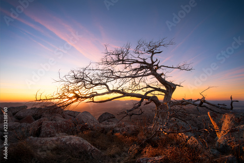 Wind shaped tree at sunset atop Oklahoma's Mount Scott photo