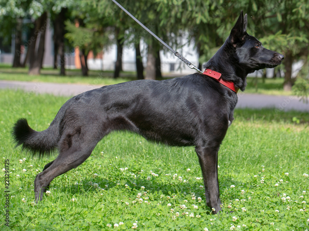German Shepherd dog on in the summer outdoors for a walk German Shepherd dog on in the summer outdoors for a walk