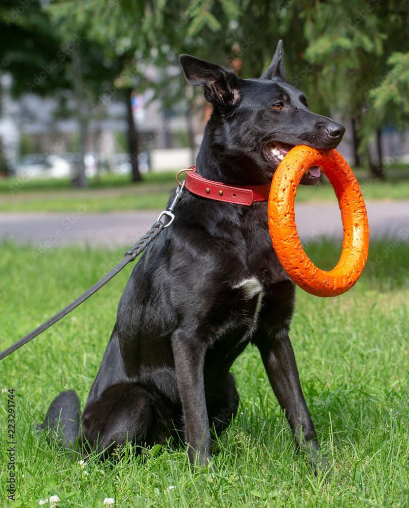 German Shepherd dog on in the summer outdoors for a walk German Shepherd dog on in the summer outdoors for a walk