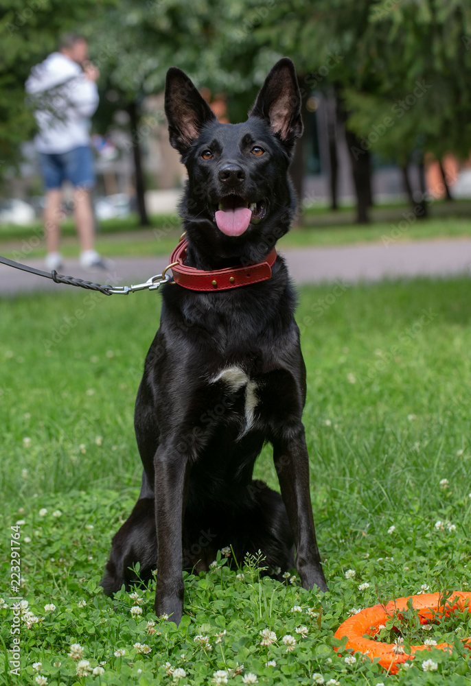 German Shepherd dog on in the summer outdoors for a walk German Shepherd dog on in the summer outdoors for a walk