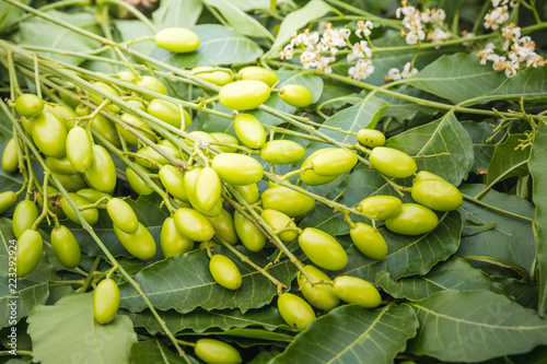 Cuadro en lienzo Medicinal neem leaves with fruits close up.
