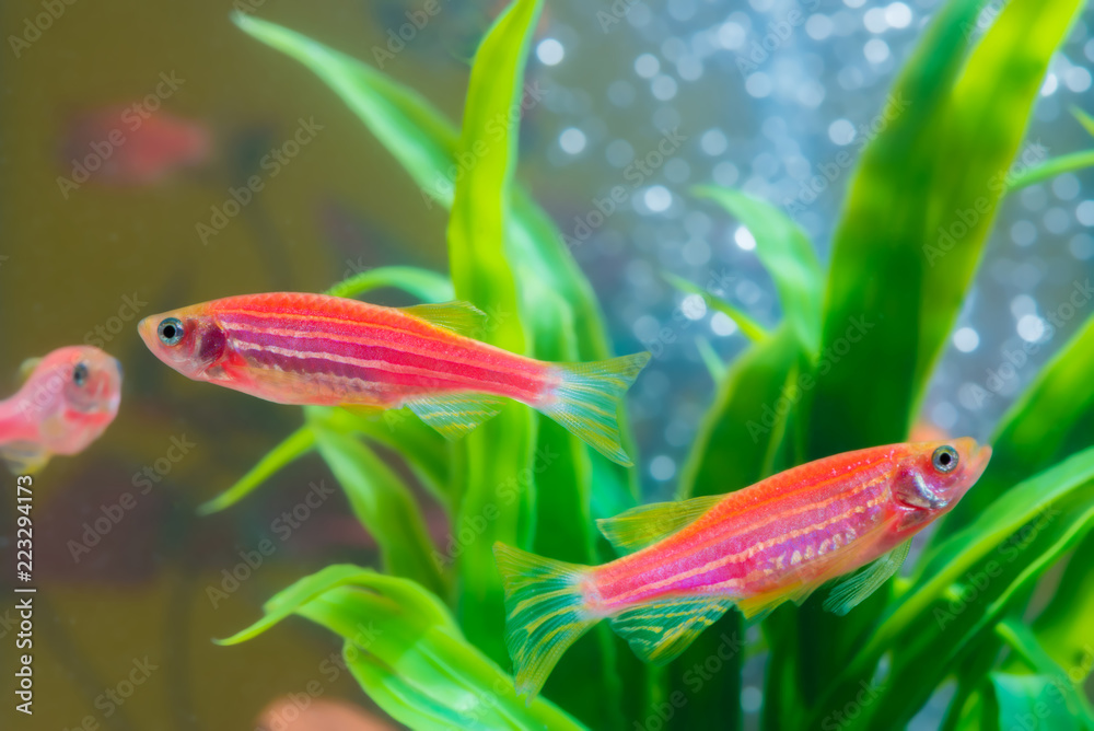 Little red fish with green plant in fish tank or aquarium underwater life. Little red fish with green plant in fish tank or aquarium underwater life.