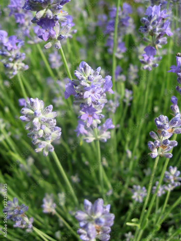 Lavender flower head close up. Bright green natural background. Gardening of Ukraine. Lavender flower head close up. Bright green natural background. Gardening of Ukraine.