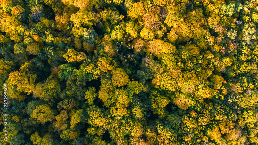Golden autumn background, aerial drone view of beautiful forest landscape with yellow trees from above
Golden autumn background, aerial drone view of beautiful forest landscape with yellow trees from above