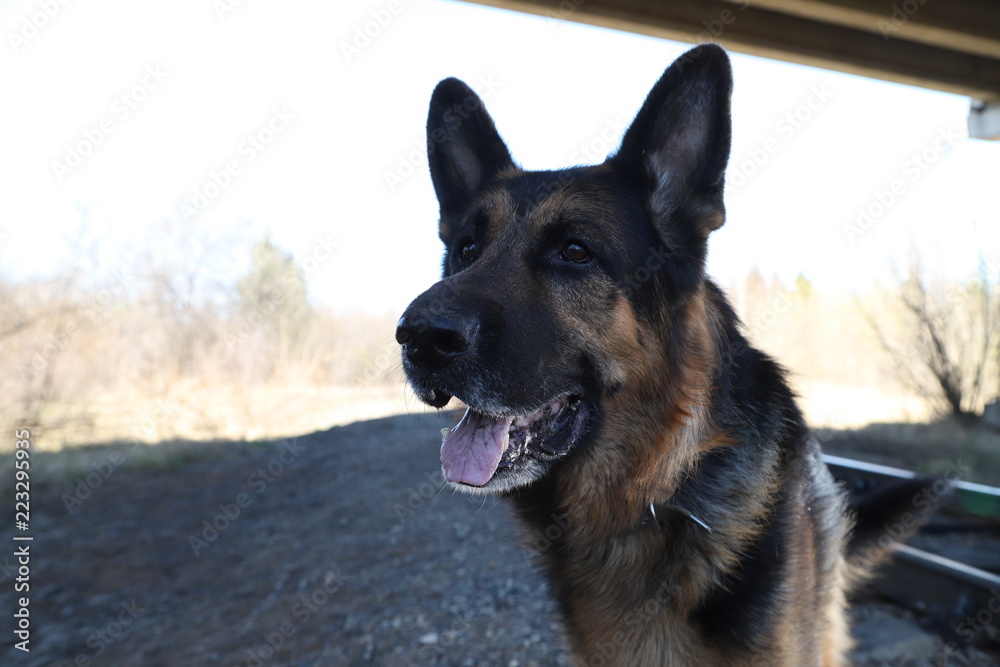 Big Dog German Shepherd under bridge outdoors