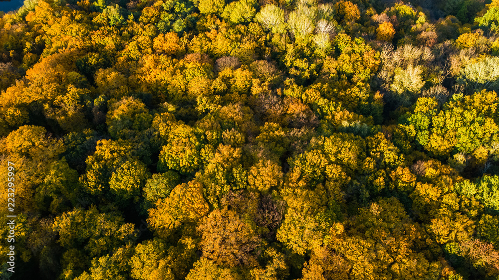 Golden autumn background, aerial drone view of beautiful forest landscape with yellow trees from above
Golden autumn background, aerial drone view of beautiful forest landscape with yellow trees from above