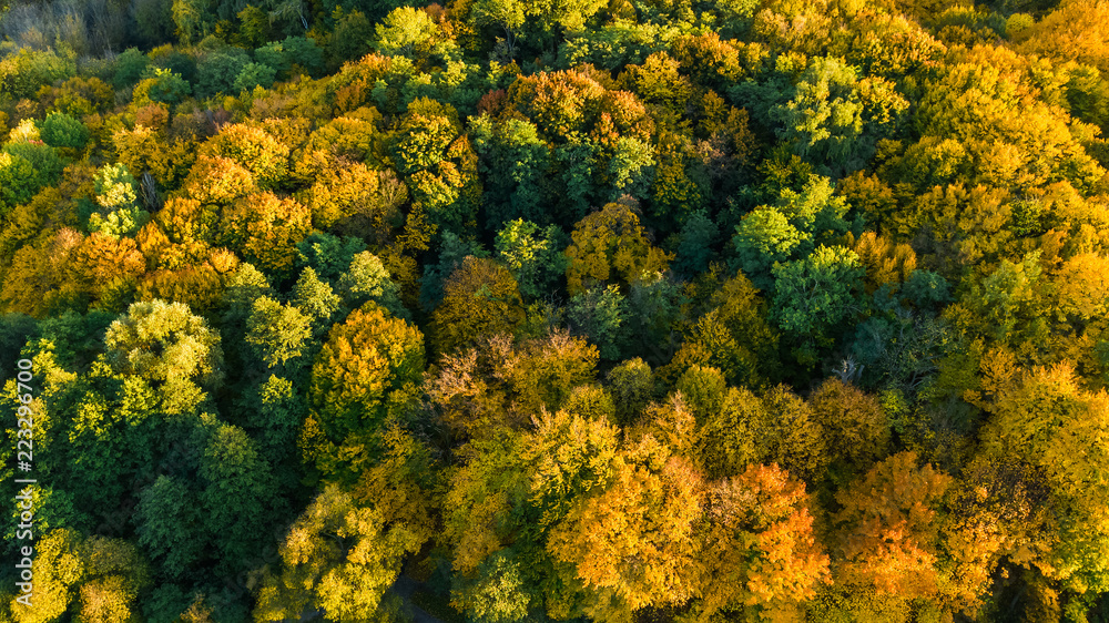 Golden autumn background, aerial drone view of beautiful forest landscape with yellow trees from above
