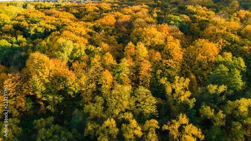 Golden autumn background, aerial drone view of beautiful forest landscape with yellow trees from above 