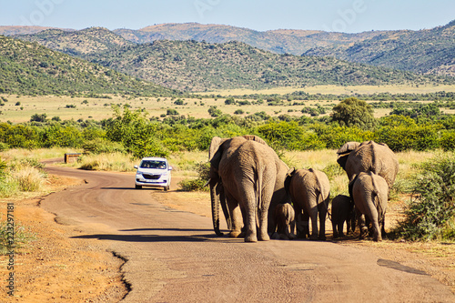 Safari with Elephants