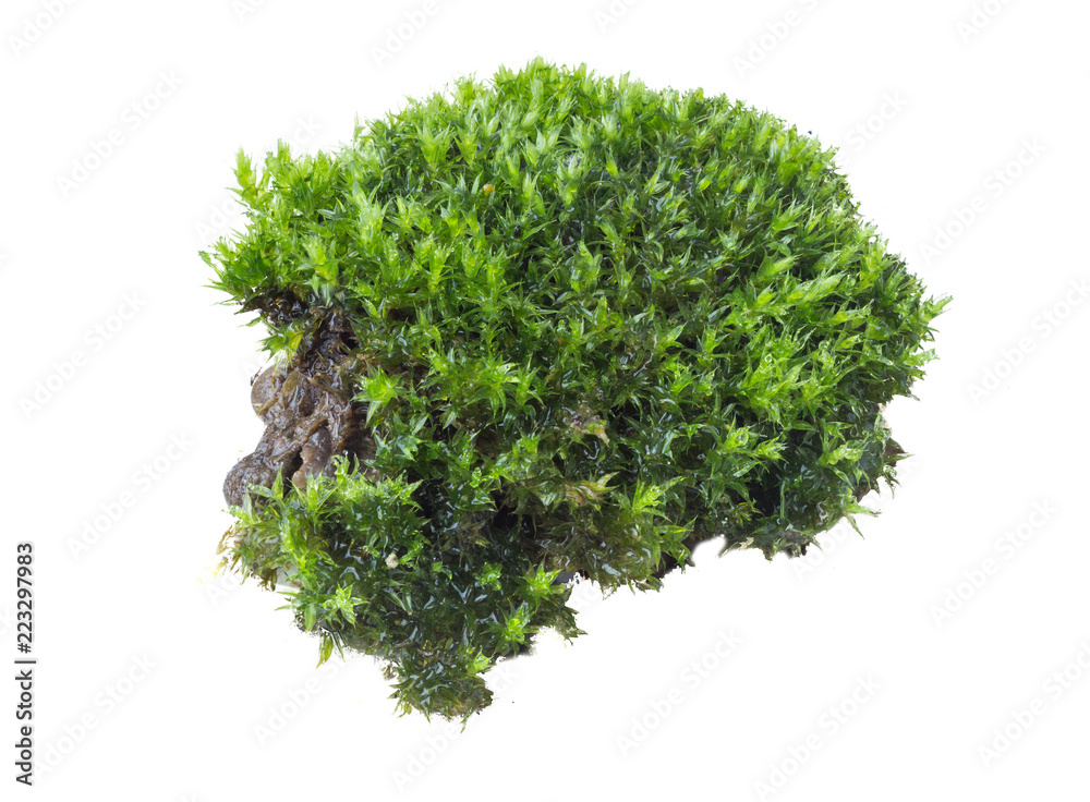 Fototapeta premium Green moss isolated on white background close up..
