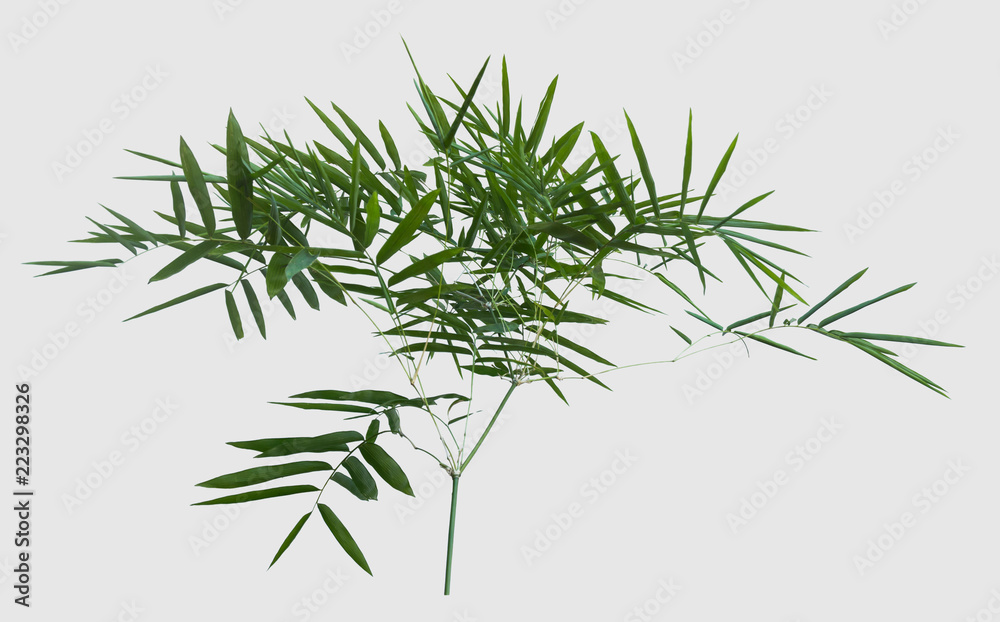 bamboo isolated on gray background with clipping path bamboo isolated on gray background with clipping path