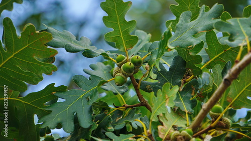 oak branch with green leaves and acorns against the blue sky