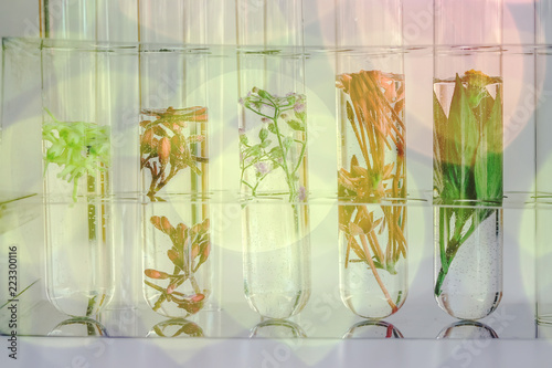 Double exposure Small plants in test tube for biotechnology