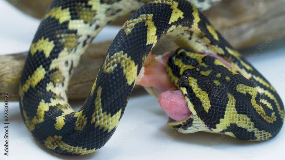 Close-up of a snake eating a small mouse Close-up of a snake eating a small mouse