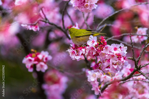 Japanese White-eye.The back is cherry blossoms(Japanese name is Kanzakura). Located in Tokyo Prefecture Japan.
