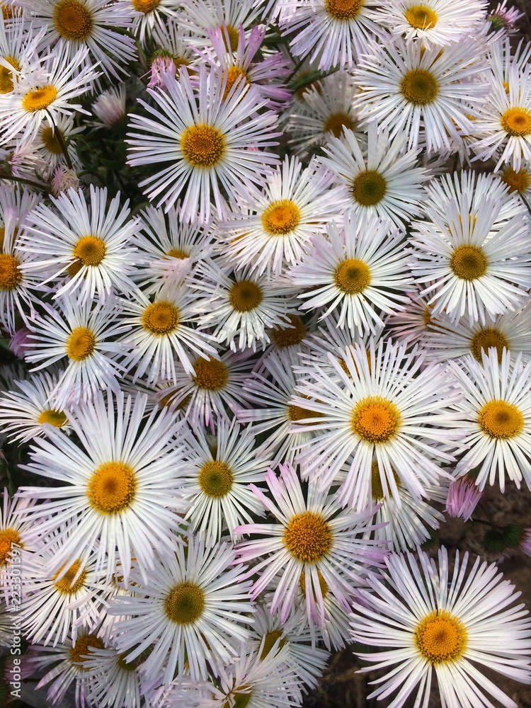 White camomile daisy texture White camomile daisy texture