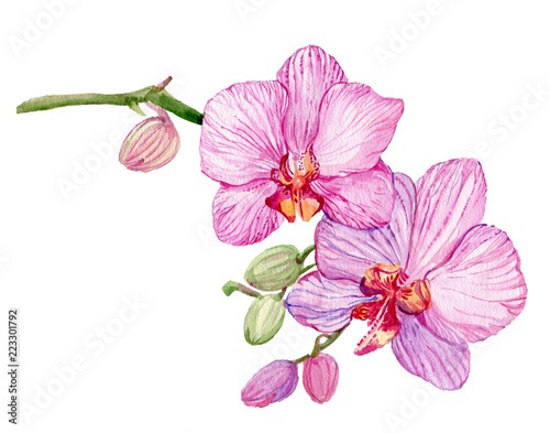 Branch pink Orchid. Watercolor hand painting. Isolated flower on white background